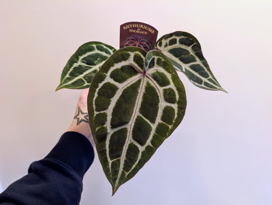 Anthurium Doc Block Michelle 9cm