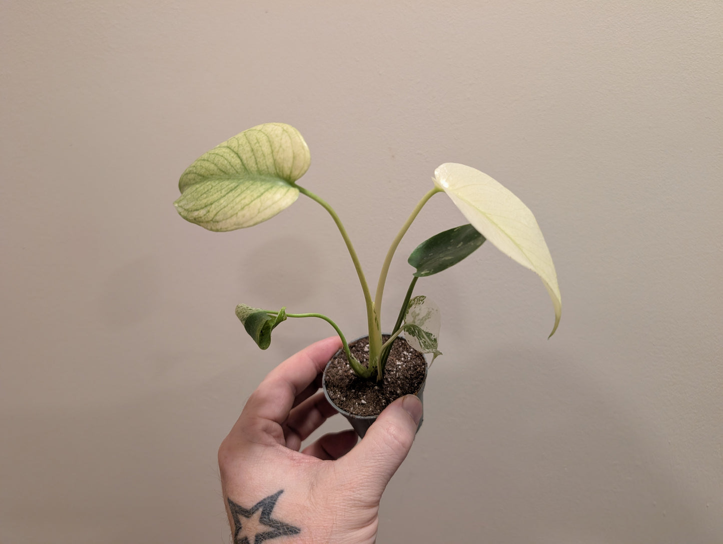 Monstera Deliciosa Mint Variegata 6cm