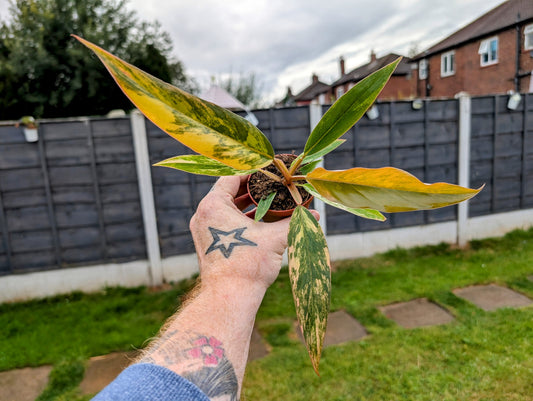 Philodendron caramel marble 7cm
