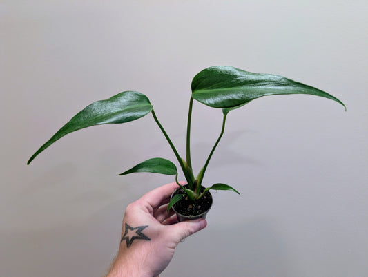 Monstera burle marx flame 6cm