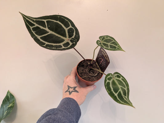 Anthurium Doc Block Michelle Grade B 9cm