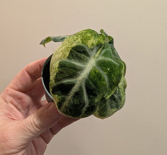 Alocasia ninja variegata 6cm