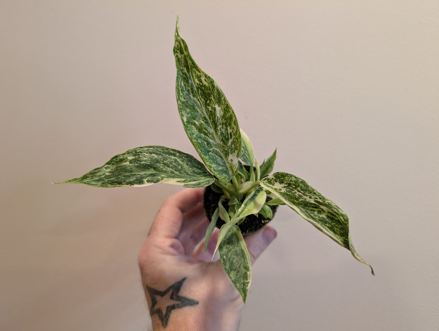 Philodendron Jose Buono 6cm