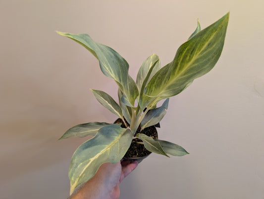 Aglaonema Aqua Green 12cm
