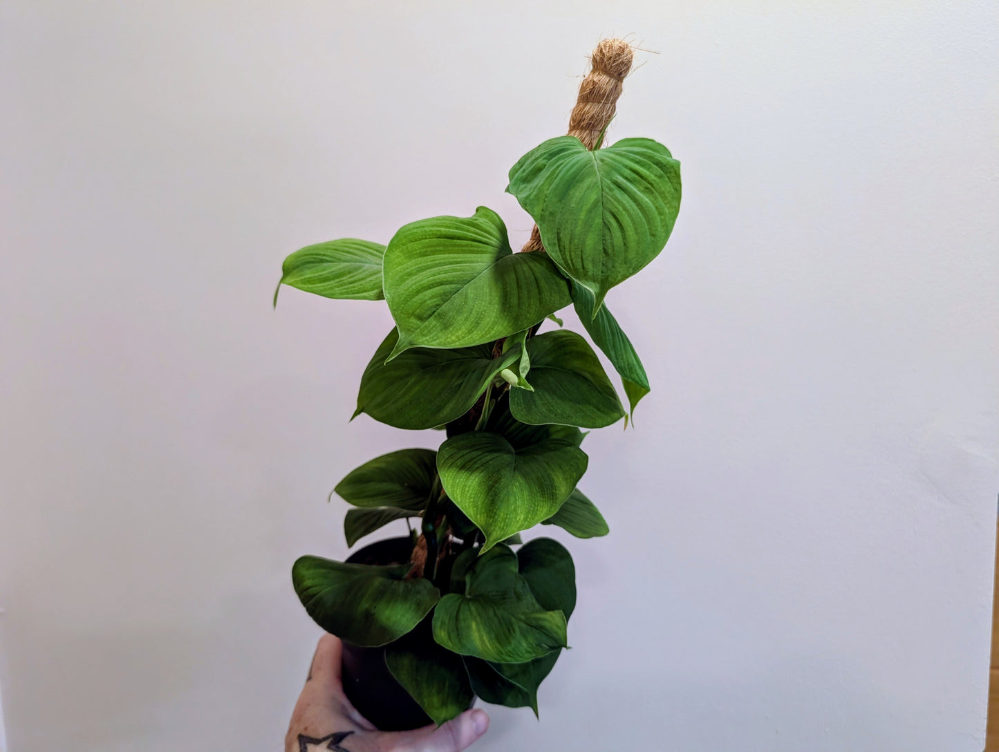 Philodendron Fibraecataphyllum 12cm