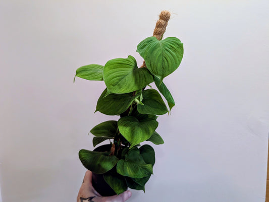 Philodendron Fibraecataphyllum 12cm