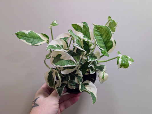 Epipremnum aureum N'Joy Pothos 12cm