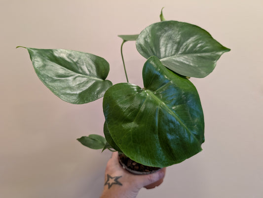 Monstera Deliciosa 12cm