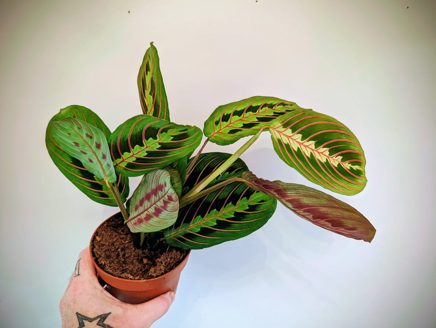 Maranta Fascinator Red Stripe 12cm