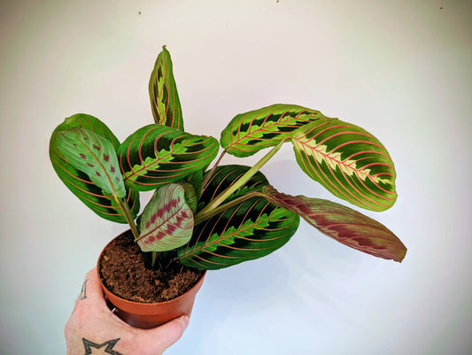 Maranta Fascinator Red Stripe 12cm