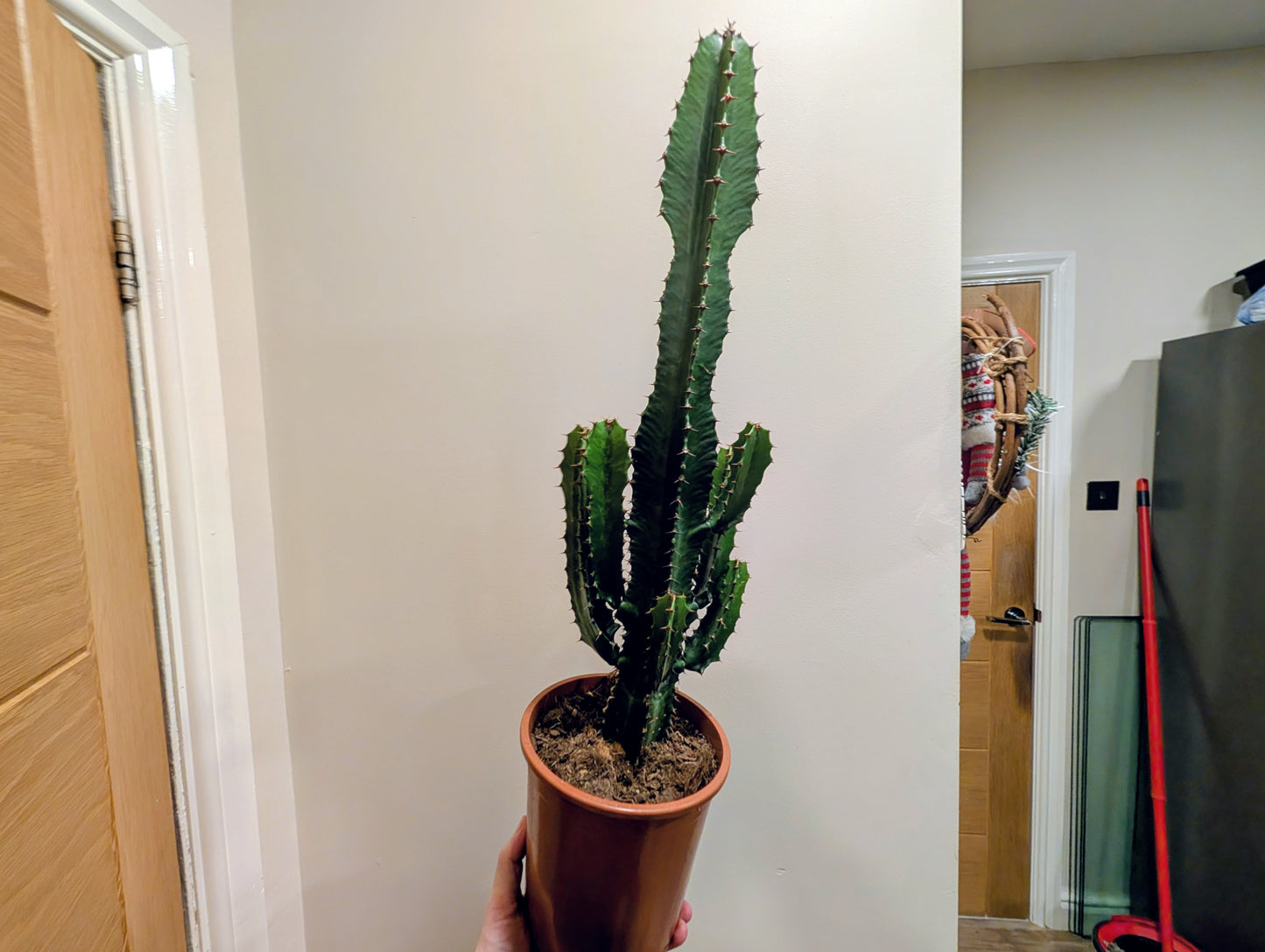 Euphorbia Acrurensis 17cm