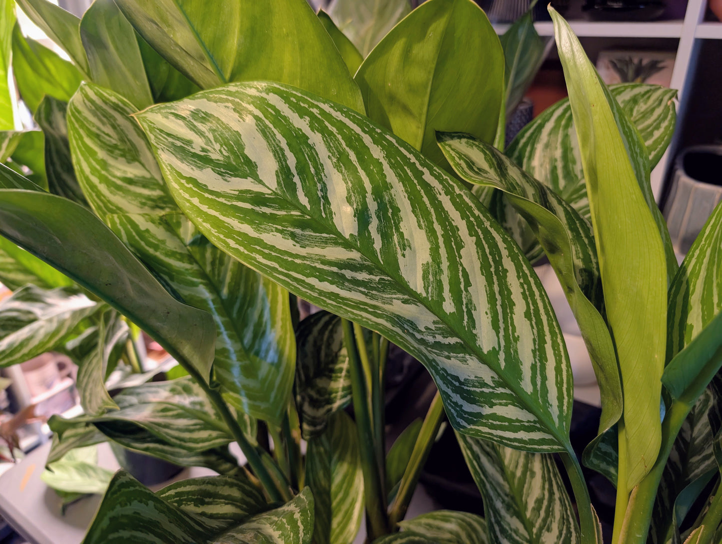 Aglaonema Stripe 17cm Grade B