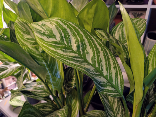 Aglaonema Stripe 17cm Grade B