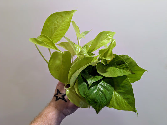 Epipremnum pinnatum Golden Pothos 12cm