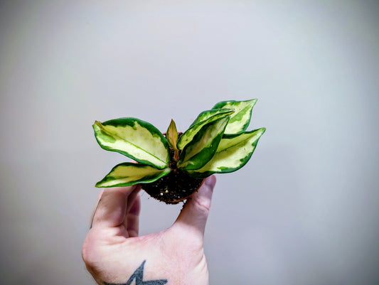 Hoya carnosa Tricolour 5.5cm ⚡