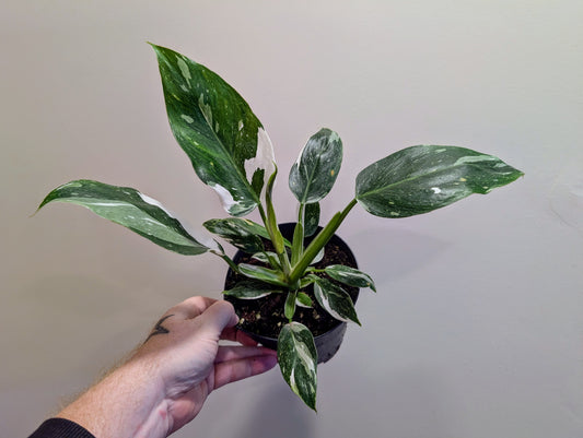 Philodendron white princess 14cm