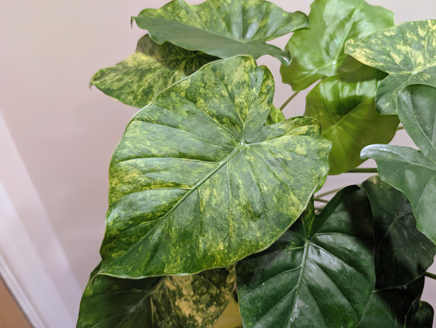 Alocasia Macrorrhiza Aurea 12cm