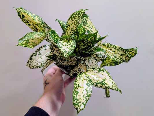 Dracaena Godseffiana 12cm