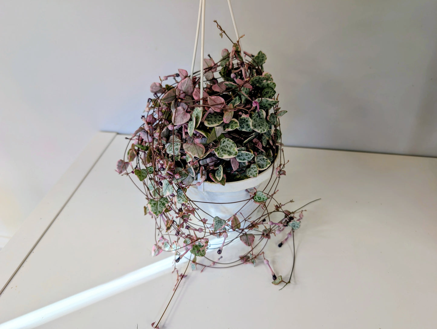 Ceropegia woodii Variegata - String of hearts variegated 14cm