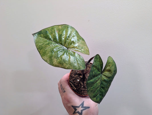 Alocasia Yucatan Princess Aurea 9cm