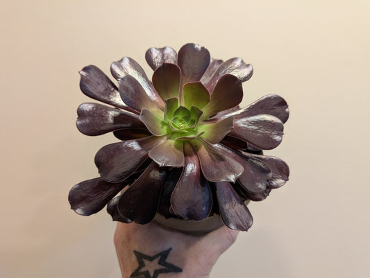 Aeonium Arboruem 14cm