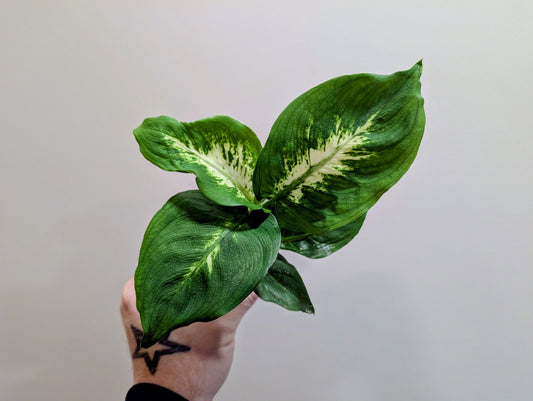 Dieffenbachia Camilla 6cm