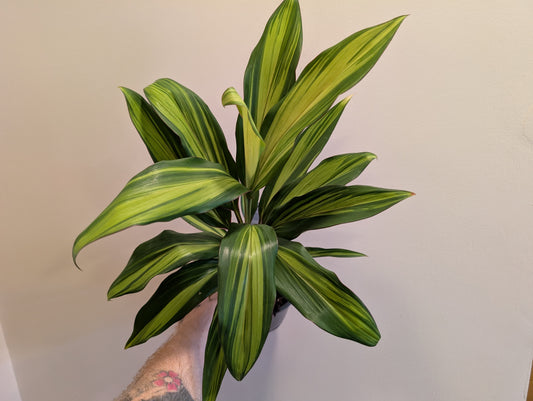Cordyline kiwi 12cm