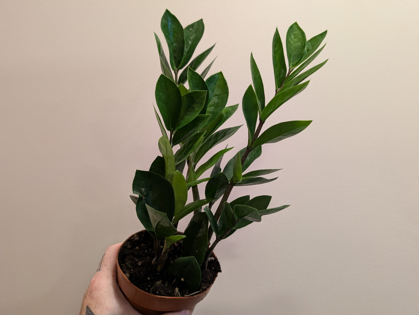 Zamioculcas zamiifolia 12cm