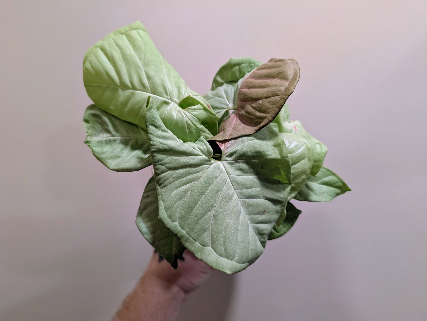 Syngonium Confetti 12cm