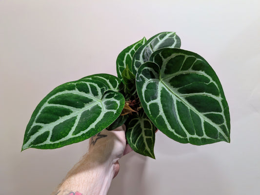 Anthurium Silver Blush 12cm