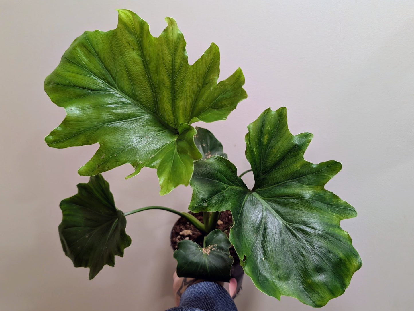 Philodendron selloum Hope 14cm