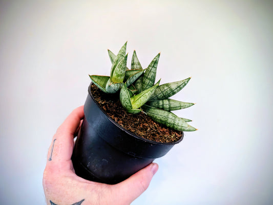 Sansevieria Inti 12cm