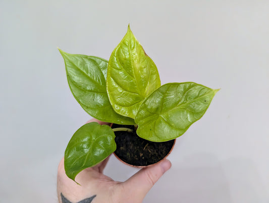 Alocasia Dragon Gold 7cm