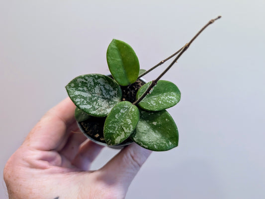 Hoya Mathilde Splash