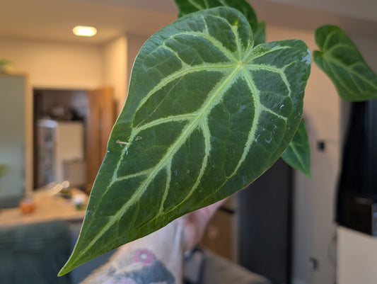 Anthurium Magnificum 12cm