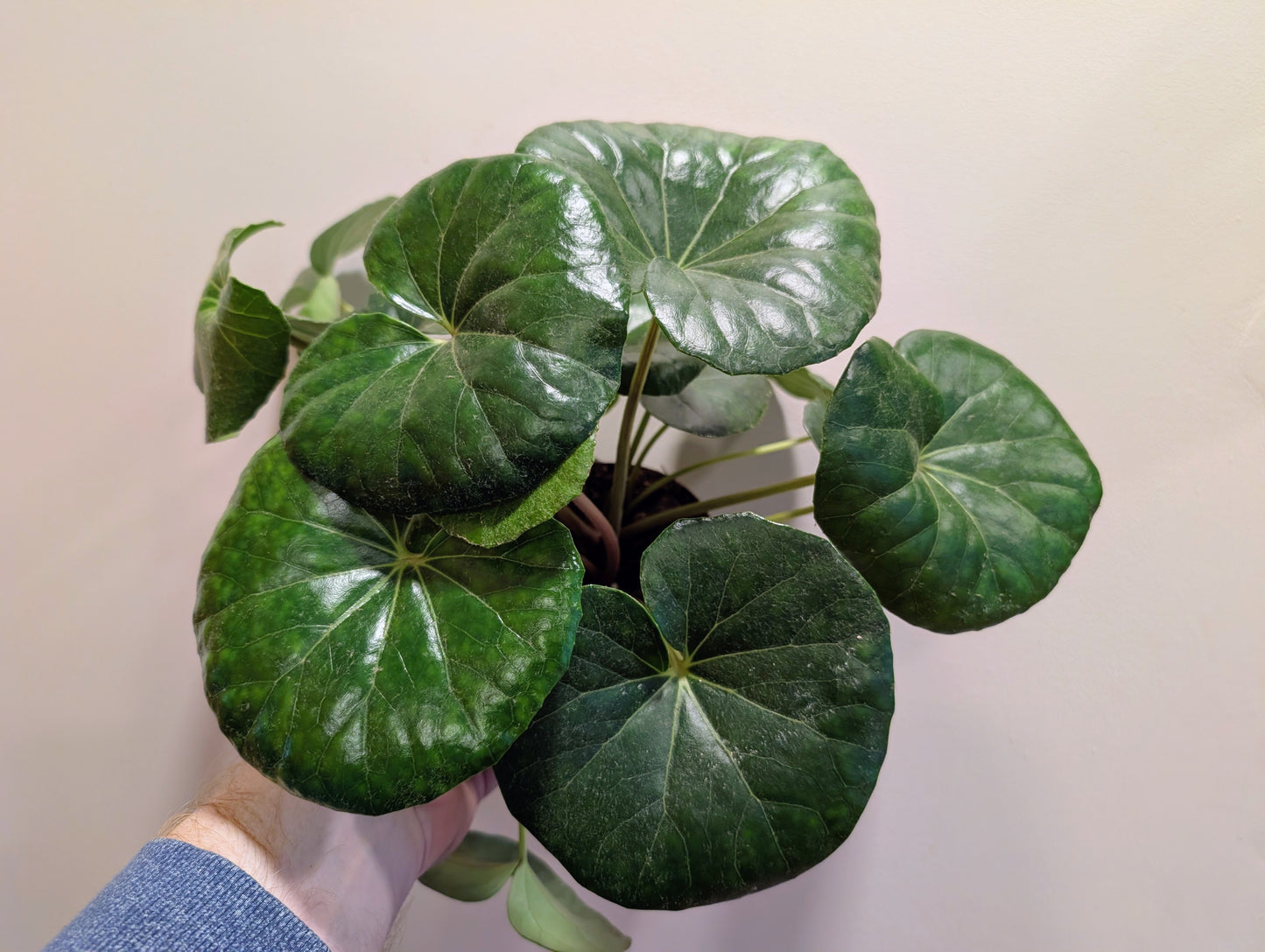 Begonia Lunar Mist 12cm