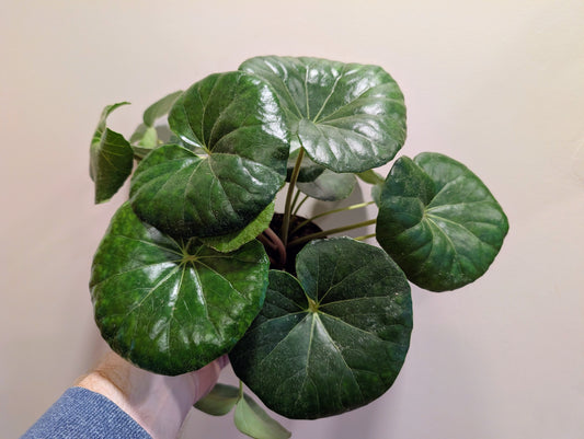 Begonia Lunar Mist 12cm
