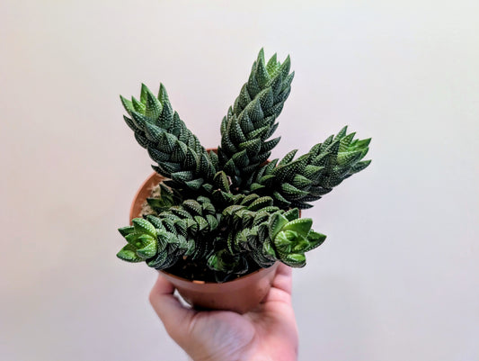 Haworthia Reinwardtii 13cm