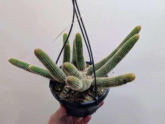 Cactus Hildewintera Aureispina - Golden Rat Tail 14cm
