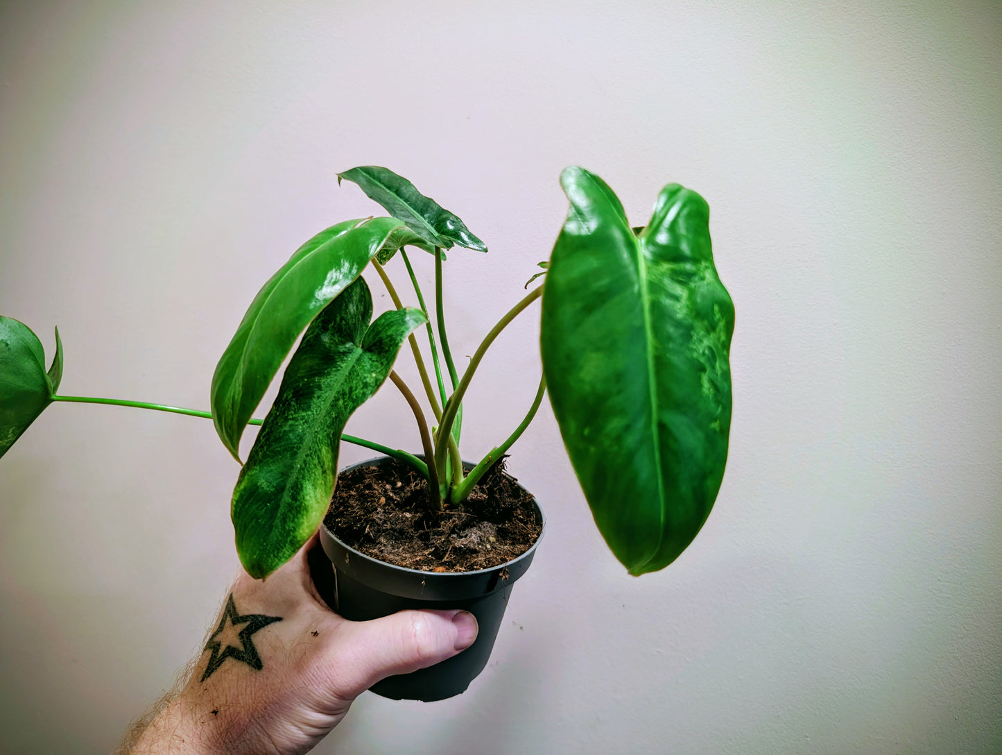 Philodendron Paraiso Verde 10cm