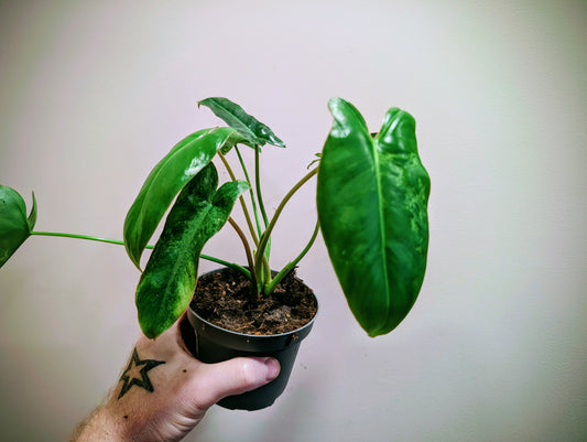 Philodendron Paraiso Verde 10cm