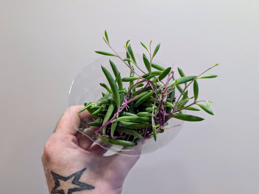 Senecio herreianus Purple Flush 6cm