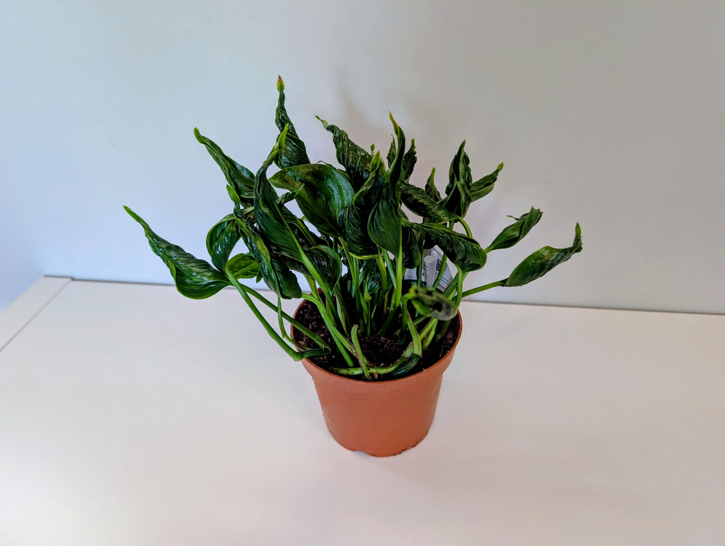 Epipremnum Shangri La Pothos 12cm