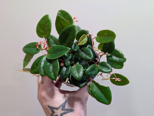 Begonia Schulzei 9cm
