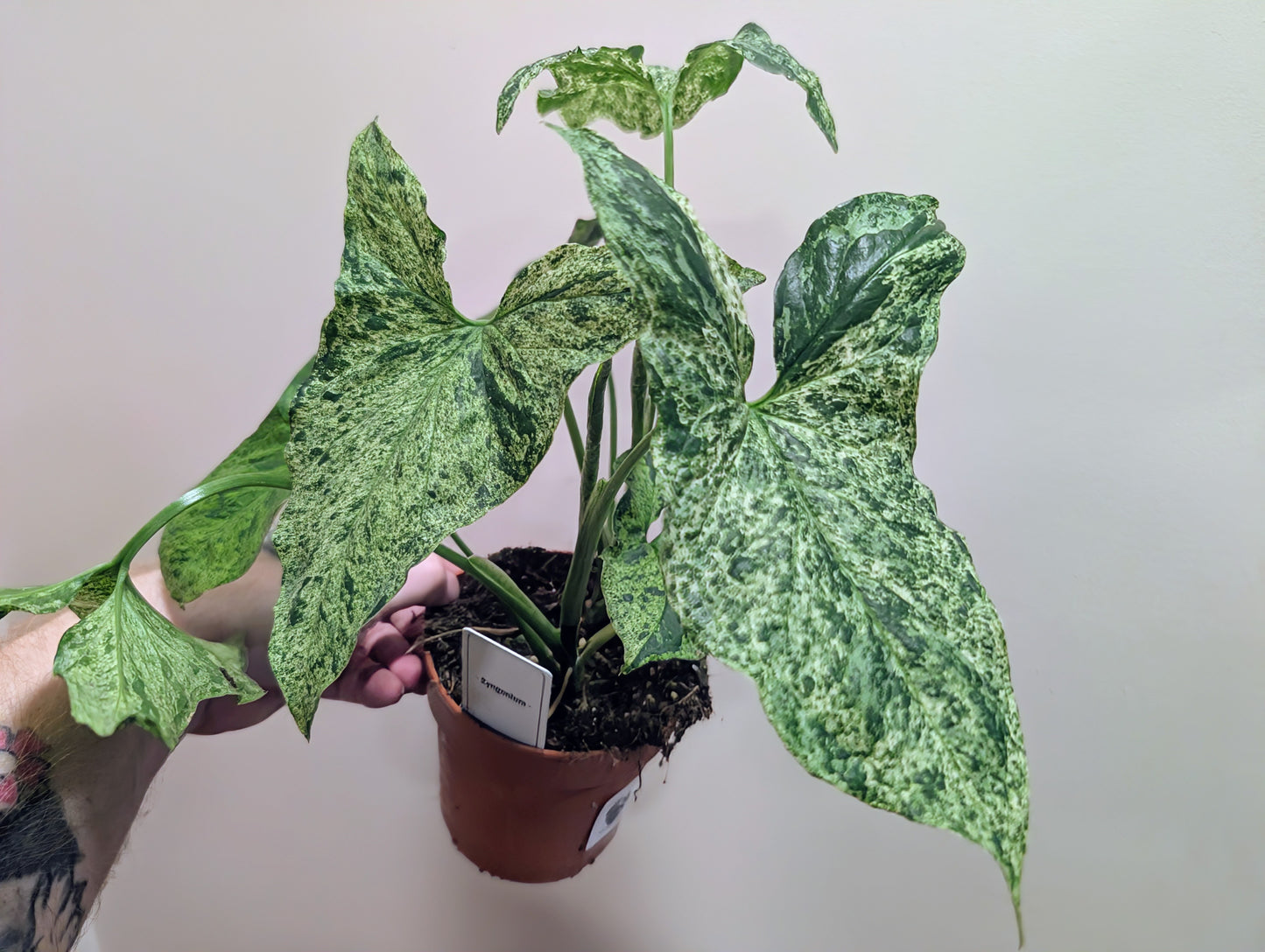 Syngonium Mottled 12cm