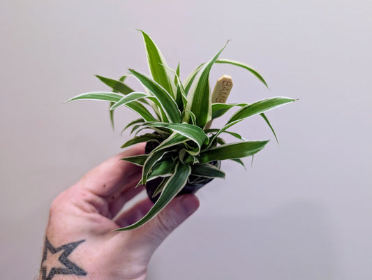 Curly spider plant mini 5.5cm