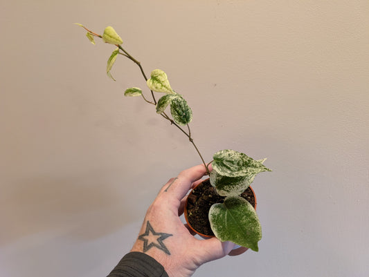 Piper Machro Variegata 9cm