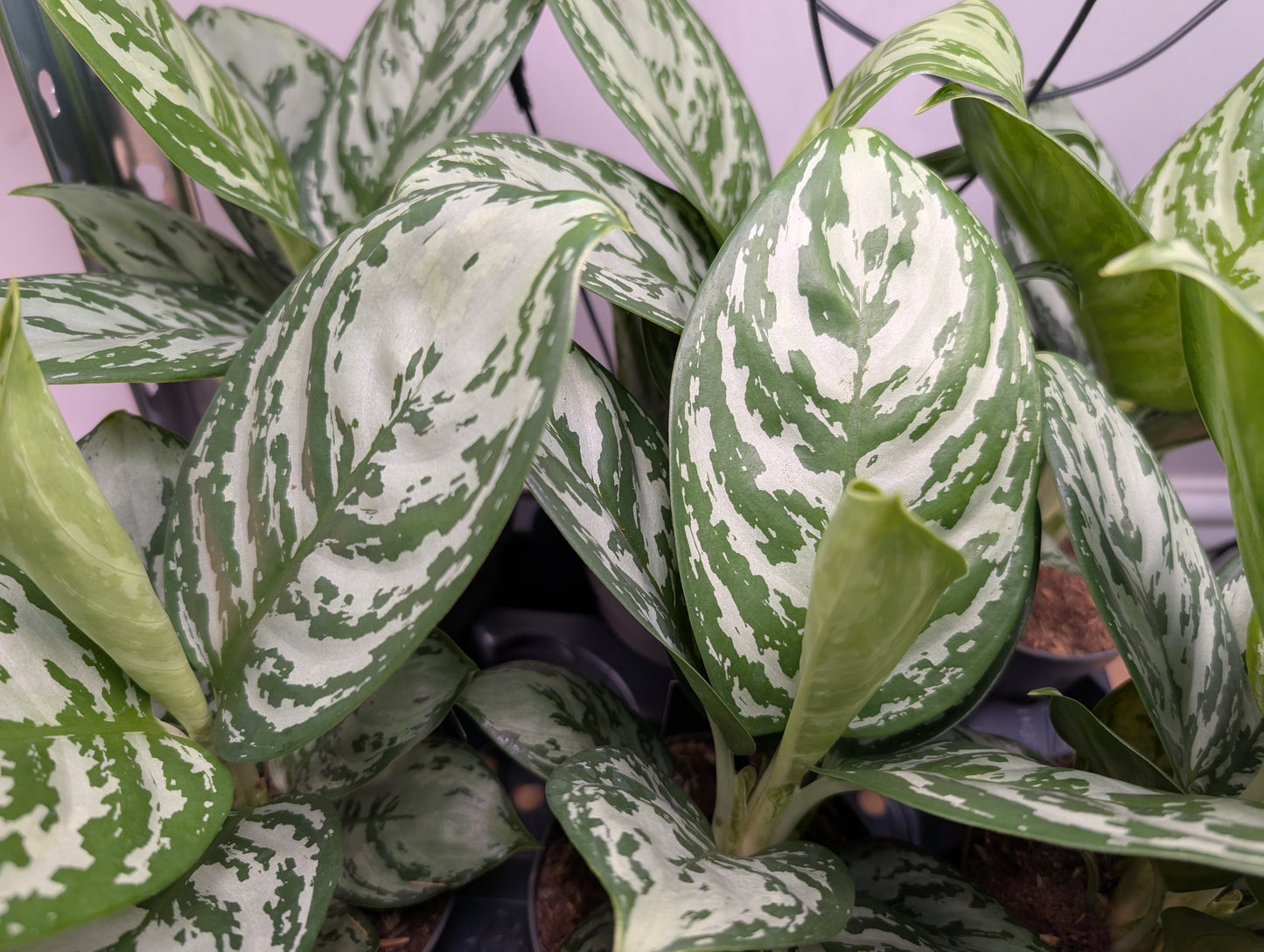 Aglaonema Jungle Silver 12cm