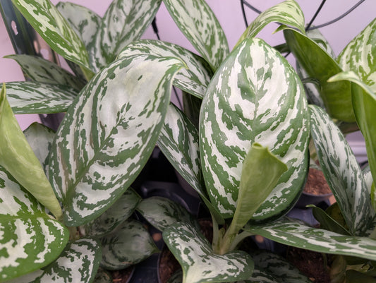 Aglaonema Jungle Silver 12cm