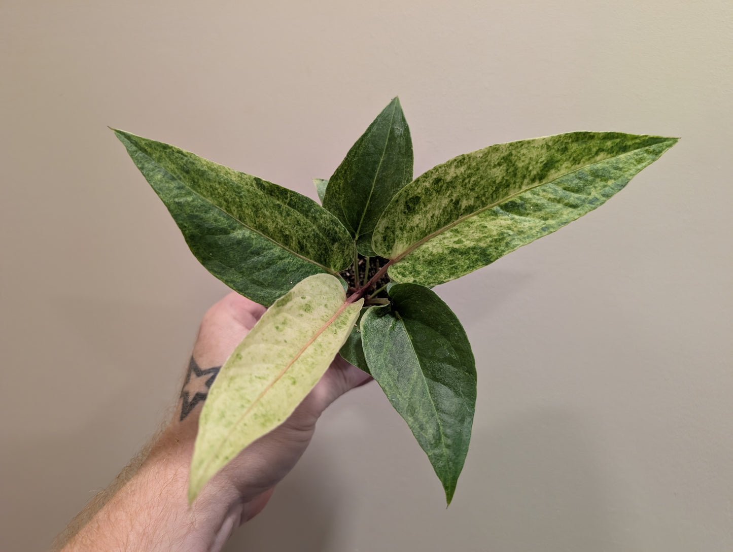 Anthurium renaissance variegata 6cm